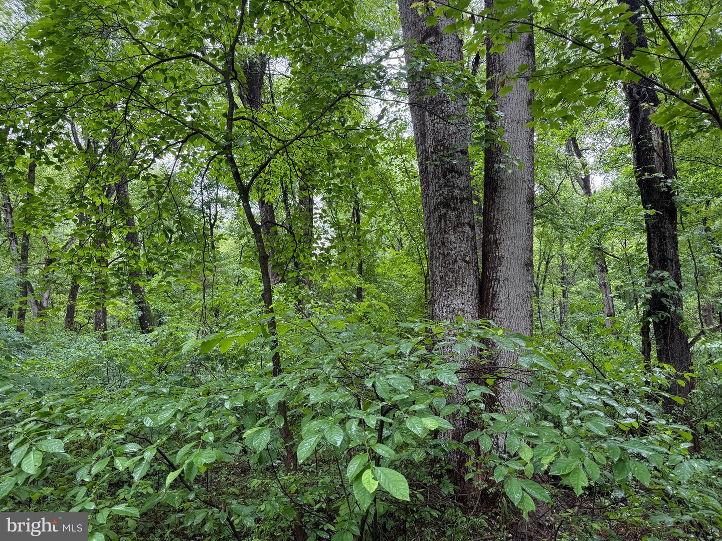 TBD MAYS FARM RD TRACT 1, FOREST, Virginia 24551, ,Land,For sale,TBD MAYS FARM RD TRACT 1,VABV2000212 MLS # VABV2000212