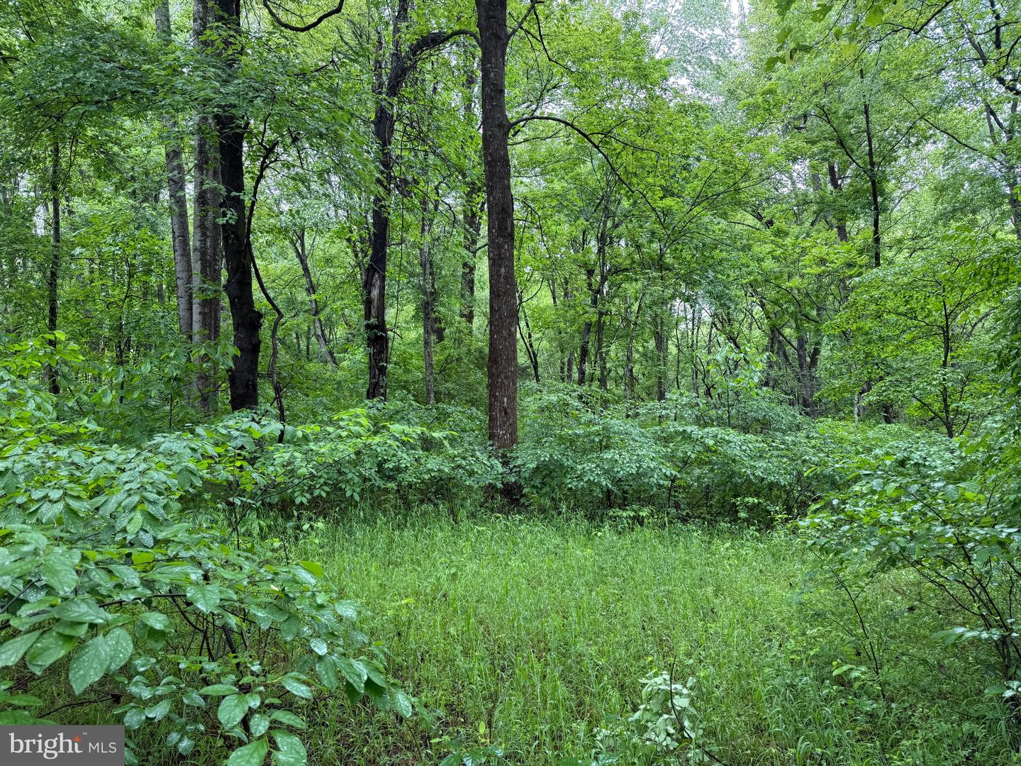 TBD MAYS FARM RD TRACT 1, FOREST, Virginia 24551, ,Land,For sale,TBD MAYS FARM RD TRACT 1,VABV2000212 MLS # VABV2000212