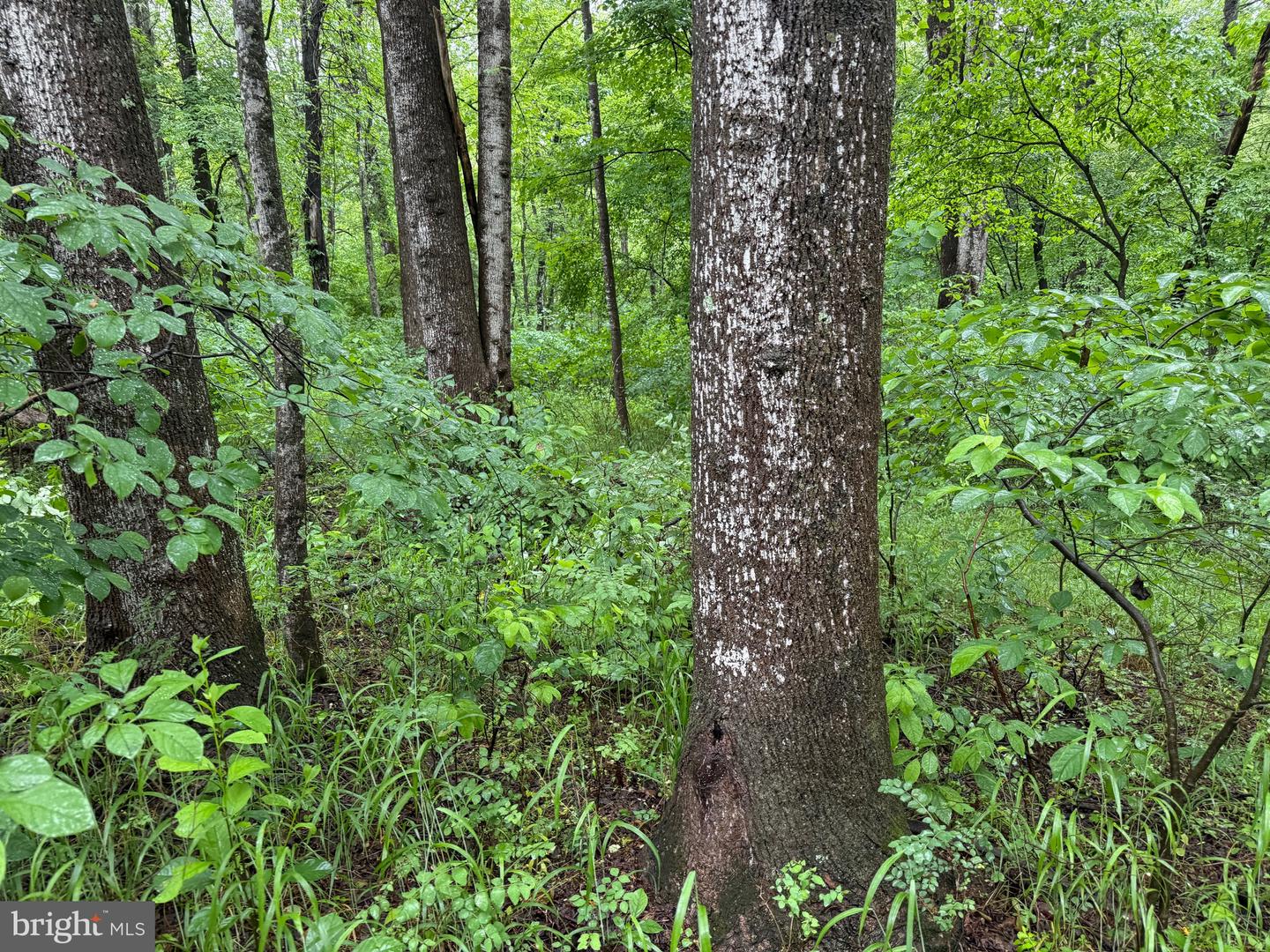 TBD MAYS FARM RD TRACT 1, FOREST, Virginia 24551, ,Land,For sale,TBD MAYS FARM RD TRACT 1,VABV2000212 MLS # VABV2000212