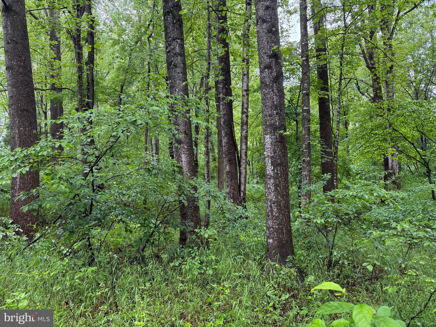 TBD MAYS FARM RD TRACT 1, FOREST, Virginia 24551, ,Land,For sale,TBD MAYS FARM RD TRACT 1,VABV2000212 MLS # VABV2000212