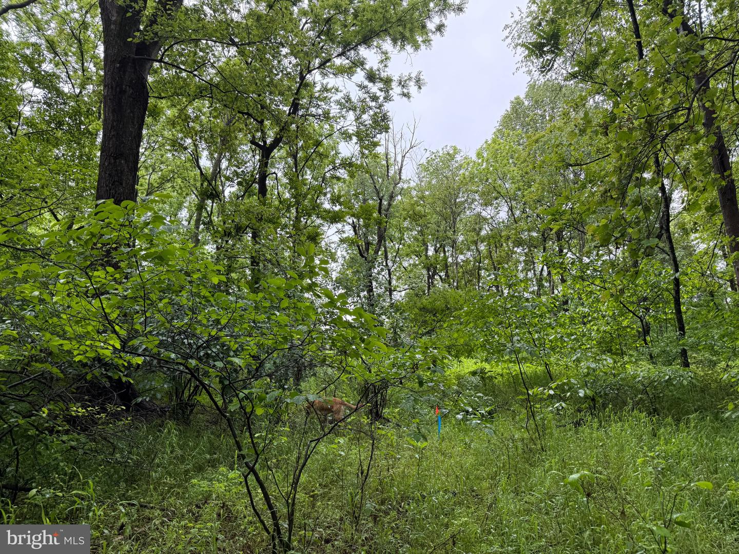 TBD MAYS FARM RD TRACT 1, FOREST, Virginia 24551, ,Land,For sale,TBD MAYS FARM RD TRACT 1,VABV2000212 MLS # VABV2000212
