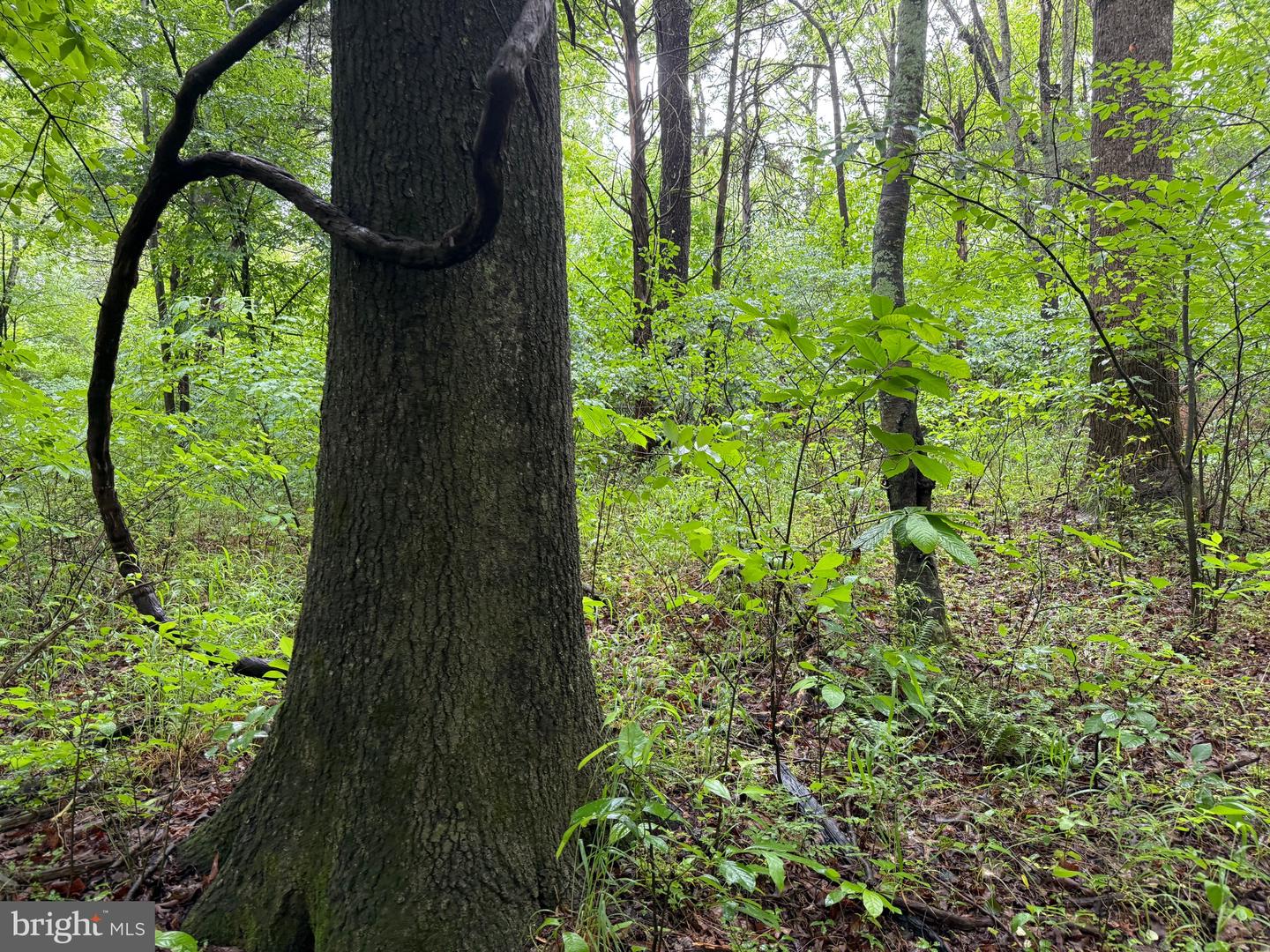TBD MAYS FARM RD TRACT 1, FOREST, Virginia 24551, ,Land,For sale,TBD MAYS FARM RD TRACT 1,VABV2000212 MLS # VABV2000212