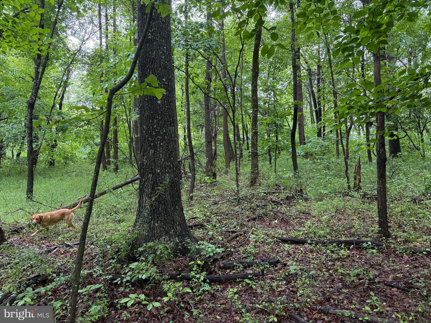 TBD MAYS FARM RD TRACT 1, FOREST, Virginia 24551, ,Land,For sale,TBD MAYS FARM RD TRACT 1,VABV2000212 MLS # VABV2000212