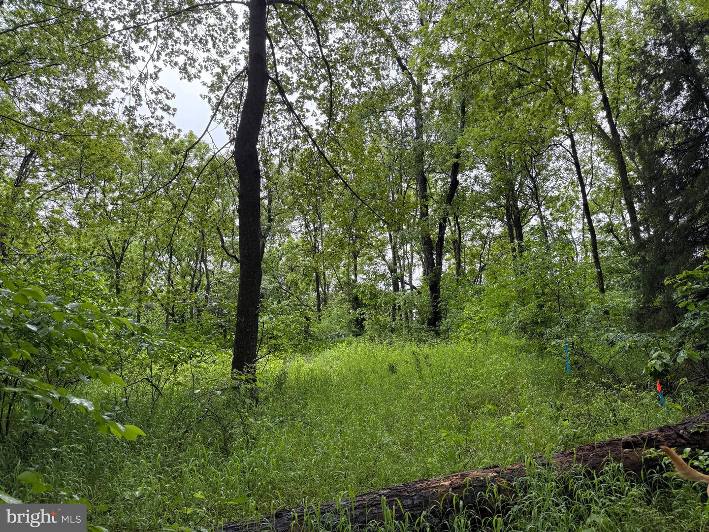 TBD MAYS FARM RD TRACT 1, FOREST, Virginia 24551, ,Land,For sale,TBD MAYS FARM RD TRACT 1,VABV2000212 MLS # VABV2000212