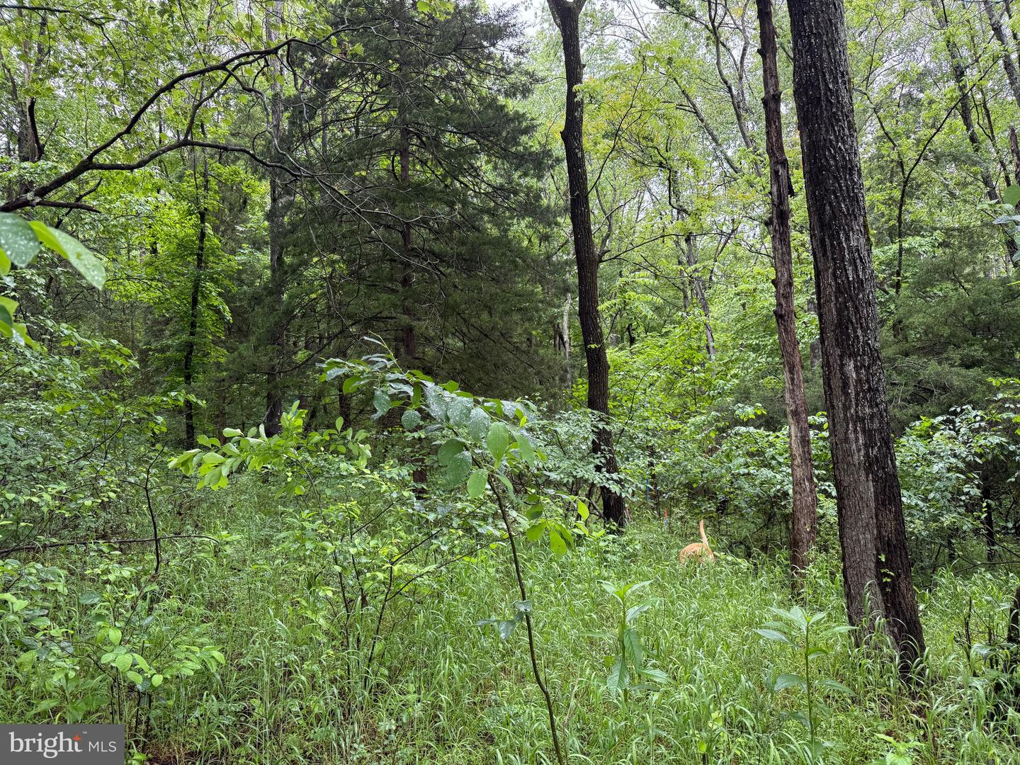 TBD MAYS FARM RD TRACT 2 MAYS FARM RD, FOREST, Virginia 24551, ,Land,For sale,TBD MAYS FARM RD TRACT 2 MAYS FARM RD,VABV2000214 MLS # VABV2000214