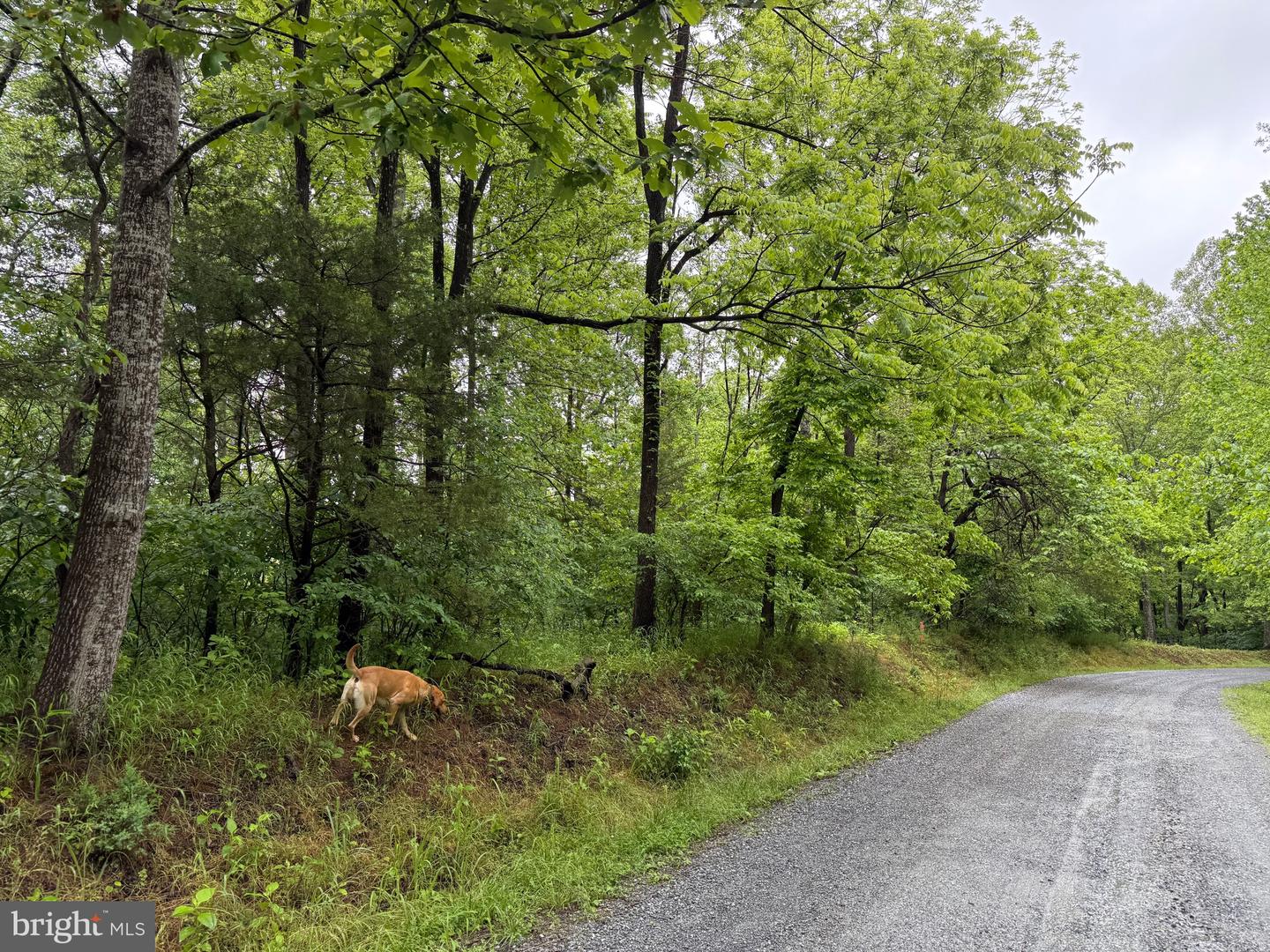 TBD MAYS FARM RD TRACT 2 MAYS FARM RD, FOREST, Virginia 24551, ,Land,For sale,TBD MAYS FARM RD TRACT 2 MAYS FARM RD,VABV2000214 MLS # VABV2000214