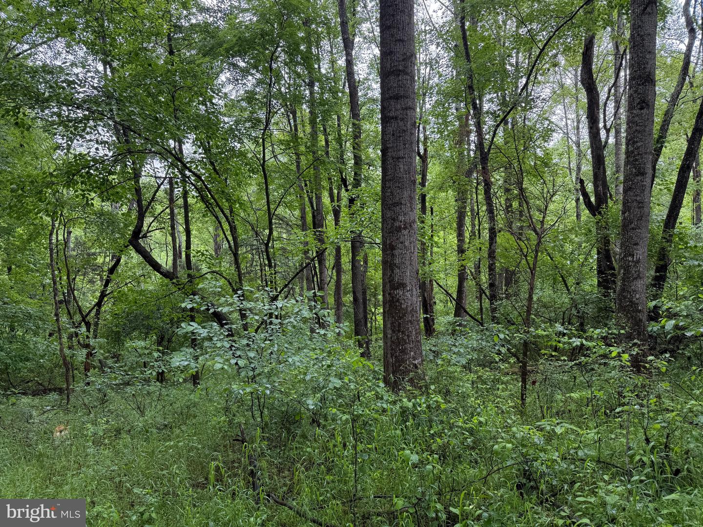 TBD MAYS FARM RD TRACT 2 MAYS FARM RD, FOREST, Virginia 24551, ,Land,For sale,TBD MAYS FARM RD TRACT 2 MAYS FARM RD,VABV2000214 MLS # VABV2000214