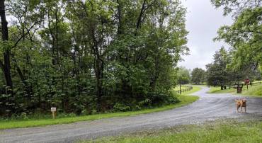 TBD MAYS FARM RD TRACT 2 MAYS FARM RD, FOREST, Virginia 24551, ,Land,For sale,TBD MAYS FARM RD TRACT 2 MAYS FARM RD,VABV2000214 MLS # VABV2000214