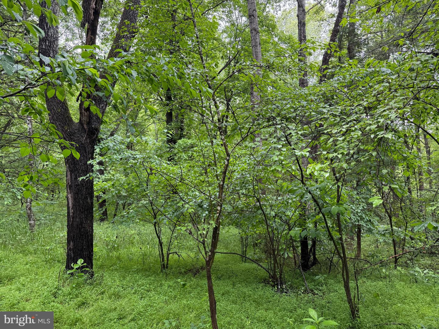 TBD MAYS FARM RD TRACT 3 MAYS FARM RD, FOREST, Virginia 24551, ,Land,For sale,TBD MAYS FARM RD TRACT 3 MAYS FARM RD,VABV2000216 MLS # VABV2000216
