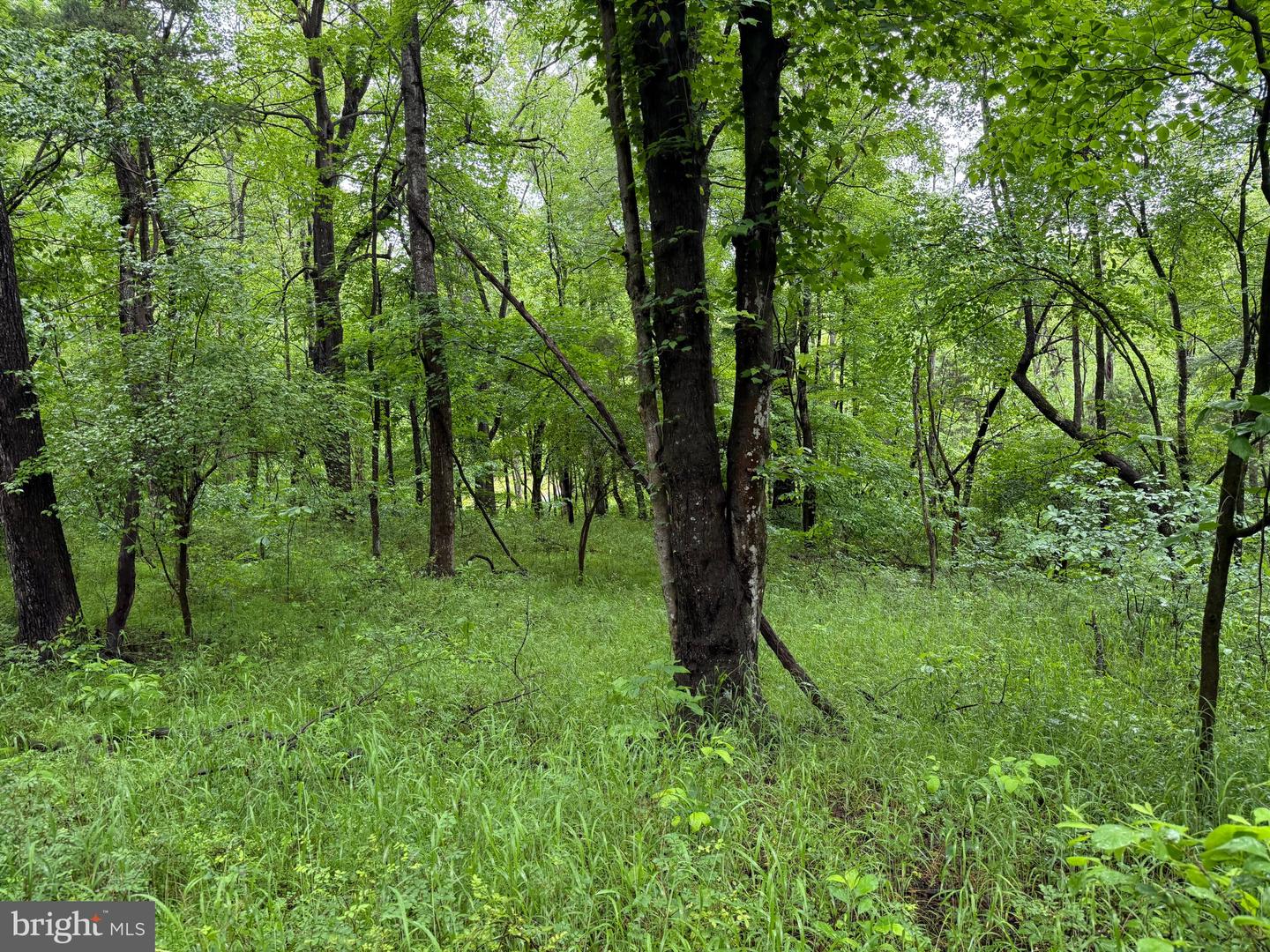 TBD MAYS FARM RD TRACT 3 MAYS FARM RD, FOREST, Virginia 24551, ,Land,For sale,TBD MAYS FARM RD TRACT 3 MAYS FARM RD,VABV2000216 MLS # VABV2000216