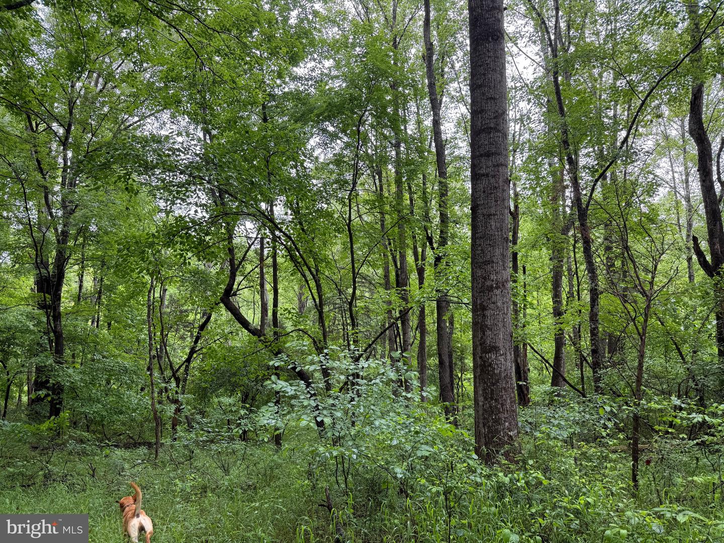 TBD MAYS FARM RD TRACT 3 MAYS FARM RD, FOREST, Virginia 24551, ,Land,For sale,TBD MAYS FARM RD TRACT 3 MAYS FARM RD,VABV2000216 MLS # VABV2000216