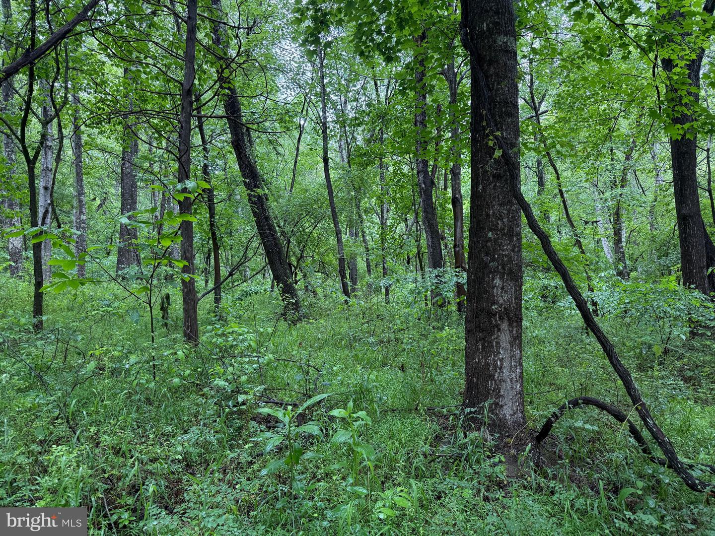 TBD MAYS FARM RD TRACT 3 MAYS FARM RD, FOREST, Virginia 24551, ,Land,For sale,TBD MAYS FARM RD TRACT 3 MAYS FARM RD,VABV2000216 MLS # VABV2000216