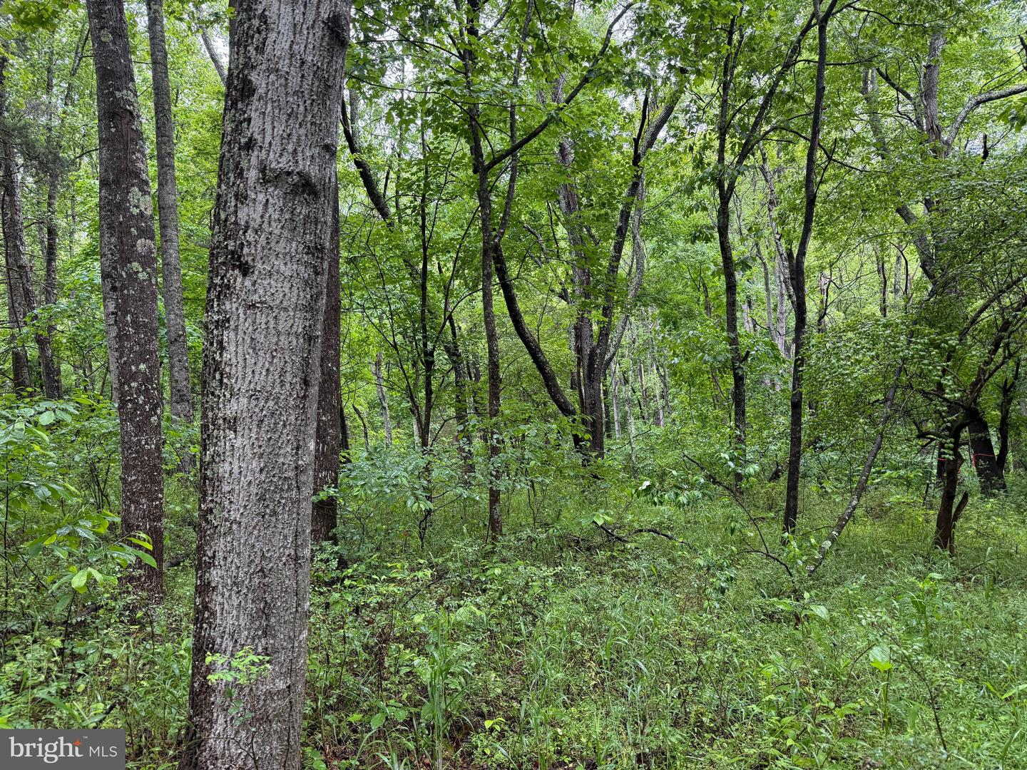 TBD MAYS FARM RD TRACT 3 MAYS FARM RD, FOREST, Virginia 24551, ,Land,For sale,TBD MAYS FARM RD TRACT 3 MAYS FARM RD,VABV2000216 MLS # VABV2000216
