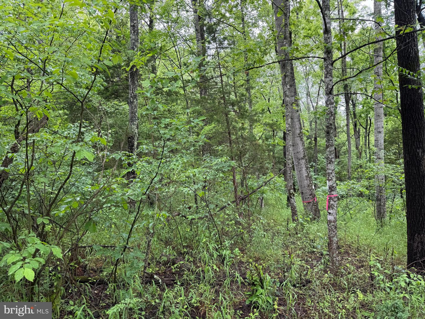 TBD MAYS FARM RD TRACT 3 MAYS FARM RD, FOREST, Virginia 24551, ,Land,For sale,TBD MAYS FARM RD TRACT 3 MAYS FARM RD,VABV2000216 MLS # VABV2000216