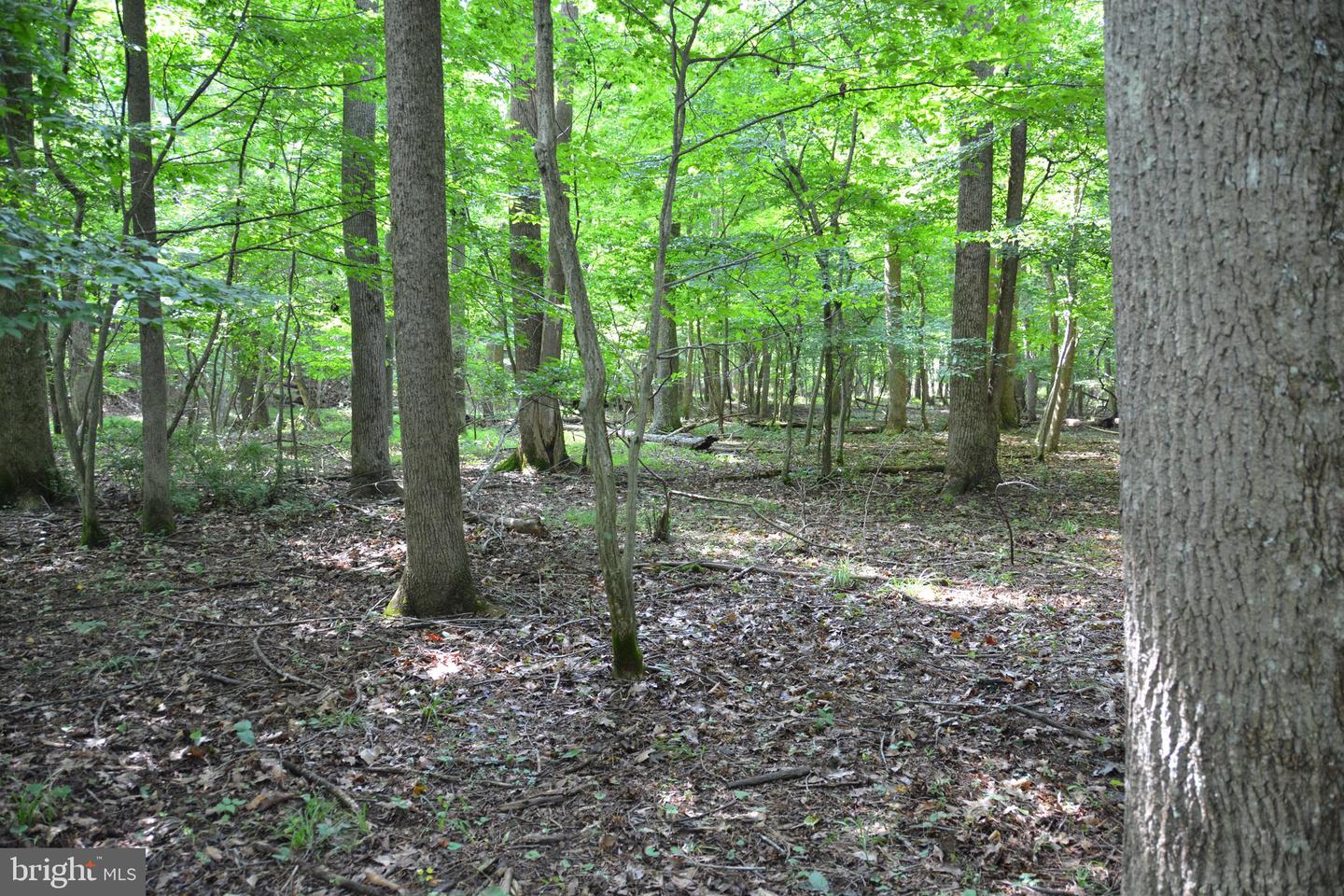 LOT 11-HOOVER MTN PACK HORSE RD, WINCHESTER, Virginia 22603, ,Land,For sale,LOT 11-HOOVER MTN PACK HORSE RD,VAFV2033532 MLS # VAFV2033532