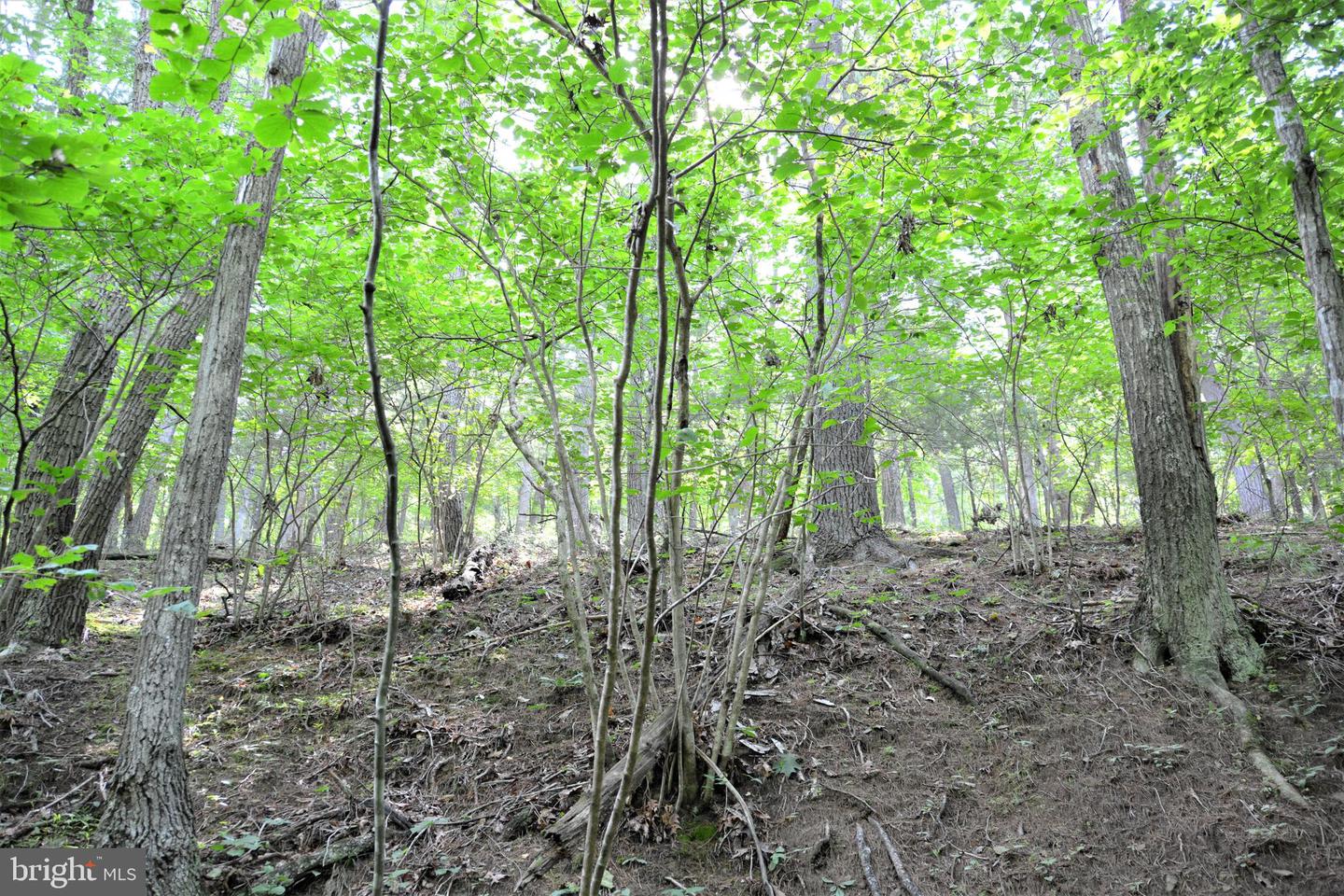 LOT 11-HOOVER MTN PACK HORSE RD, WINCHESTER, Virginia 22603, ,Land,For sale,LOT 11-HOOVER MTN PACK HORSE RD,VAFV2033532 MLS # VAFV2033532