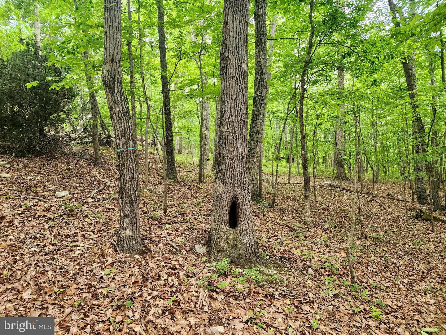 LOT 65 BRANDY RD, FRONT ROYAL, Virginia 22630, ,Land,For sale,LOT 65 BRANDY RD,VAWR2011296 MLS # VAWR2011296
