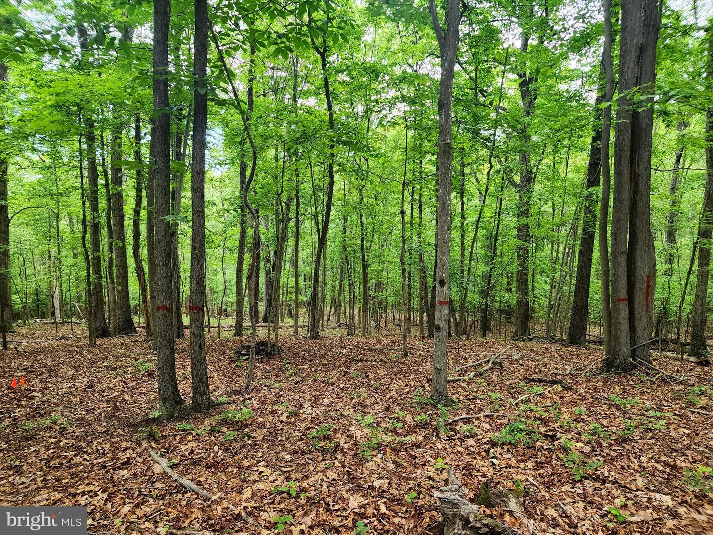 LOT 65 BRANDY RD, FRONT ROYAL, Virginia 22630, ,Land,For sale,LOT 65 BRANDY RD,VAWR2011296 MLS # VAWR2011296