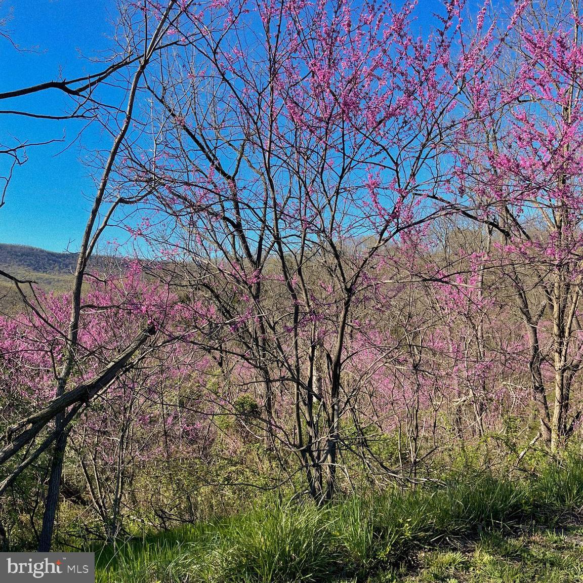 LOT #30 WAVERLY DR, STRASBURG, Virginia 22657, ,Land,For sale,LOT #30 WAVERLY DR,VASH2011278 MLS # VASH2011278