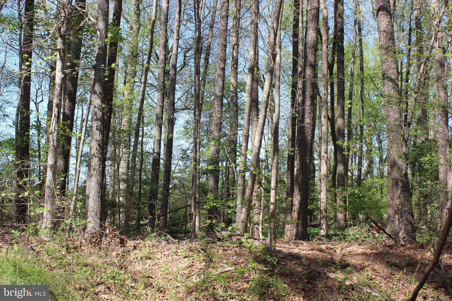 2086 CUTLASS CT, GREENBACKVILLE, Virginia 23356, ,Land,For sale,2086 CUTLASS CT,VAAC2001910 MLS # VAAC2001910