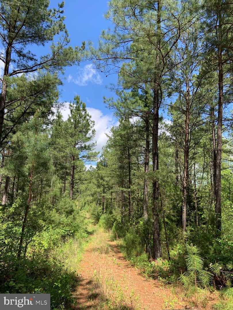 HUNTERS ROAD (RT. 736) (BK1442-1 TRACT), RED HOUSE, Virginia 23963, ,Farm,For sale,HUNTERS ROAD (RT. 736) (BK1442-1 TRACT),VACE2000014 MLS # VACE2000014