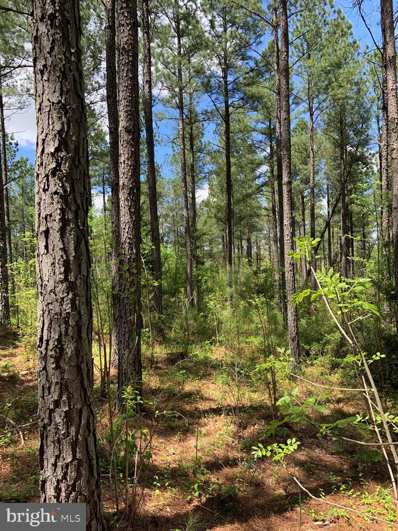 HUNTERS ROAD (RT. 736) (BK1442-1 TRACT), RED HOUSE, Virginia 23963, ,Farm,For sale,HUNTERS ROAD (RT. 736) (BK1442-1 TRACT),VACE2000014 MLS # VACE2000014