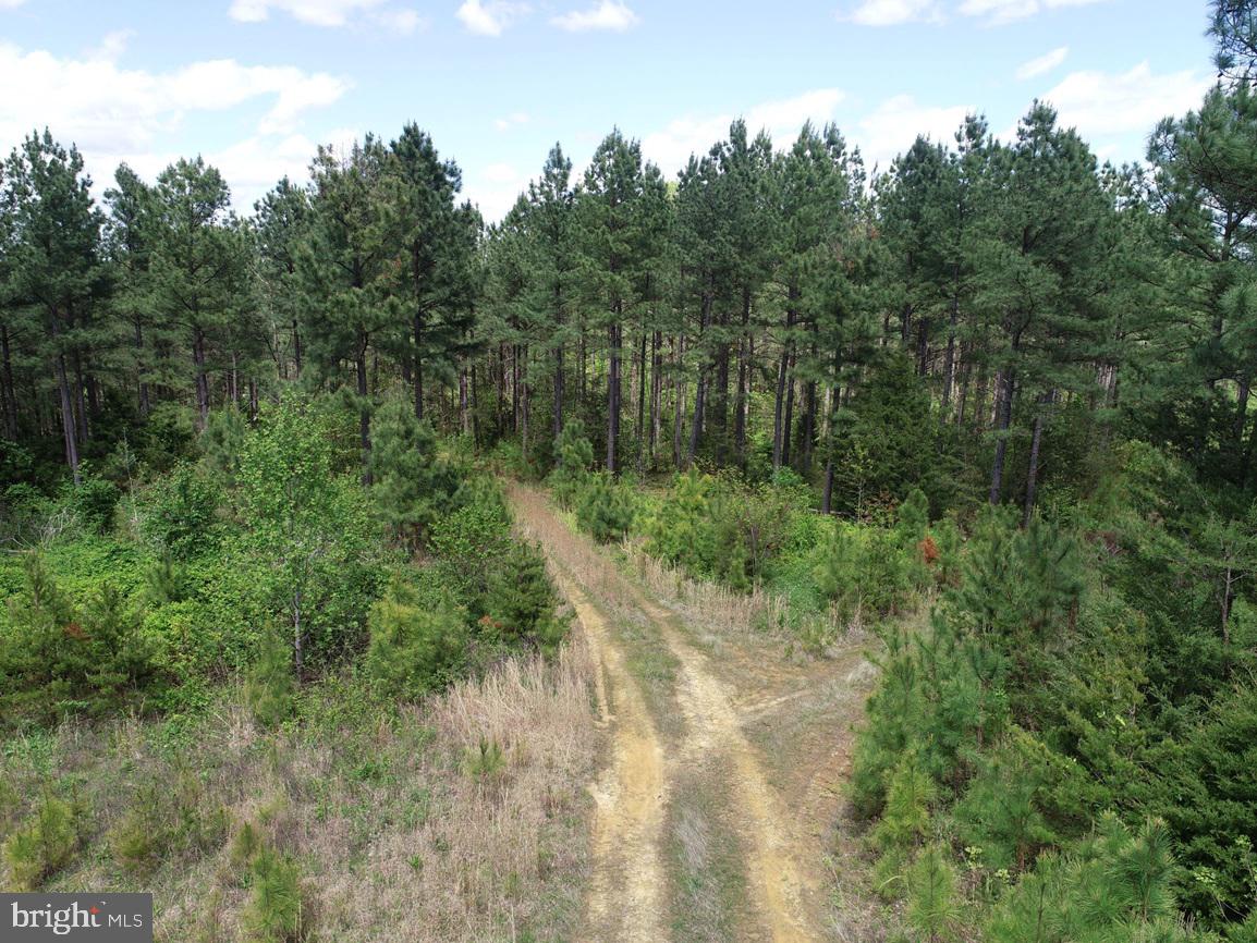 HUNTERS ROAD (RT. 736) (BK1442-1 TRACT), RED HOUSE, Virginia 23963, ,Farm,For sale,HUNTERS ROAD (RT. 736) (BK1442-1 TRACT),VACE2000014 MLS # VACE2000014