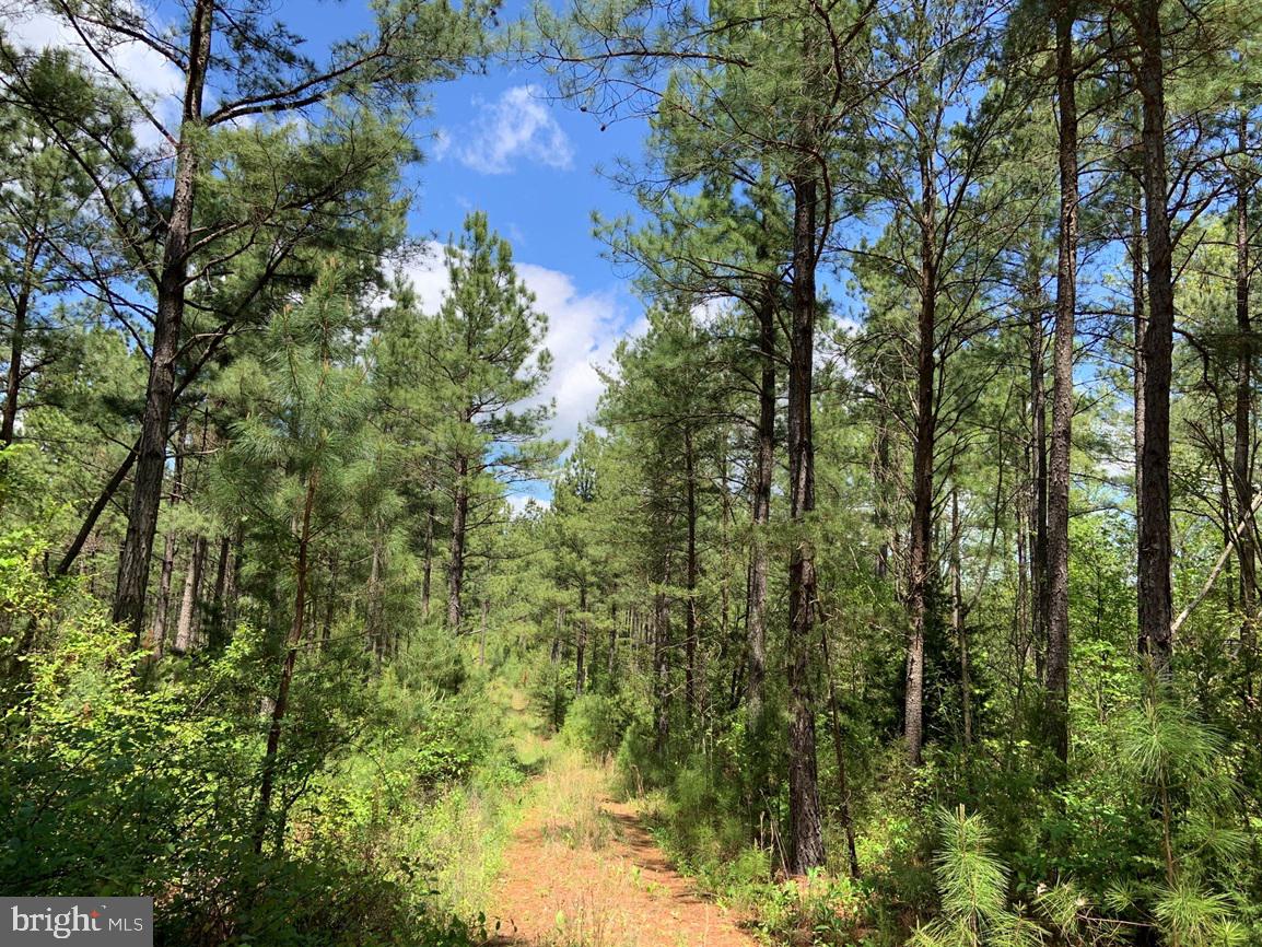 HUNTERS ROAD (RT. 736) (BK1442-1 TRACT), RED HOUSE, Virginia 23963, ,Farm,For sale,HUNTERS ROAD (RT. 736) (BK1442-1 TRACT),VACE2000014 MLS # VACE2000014