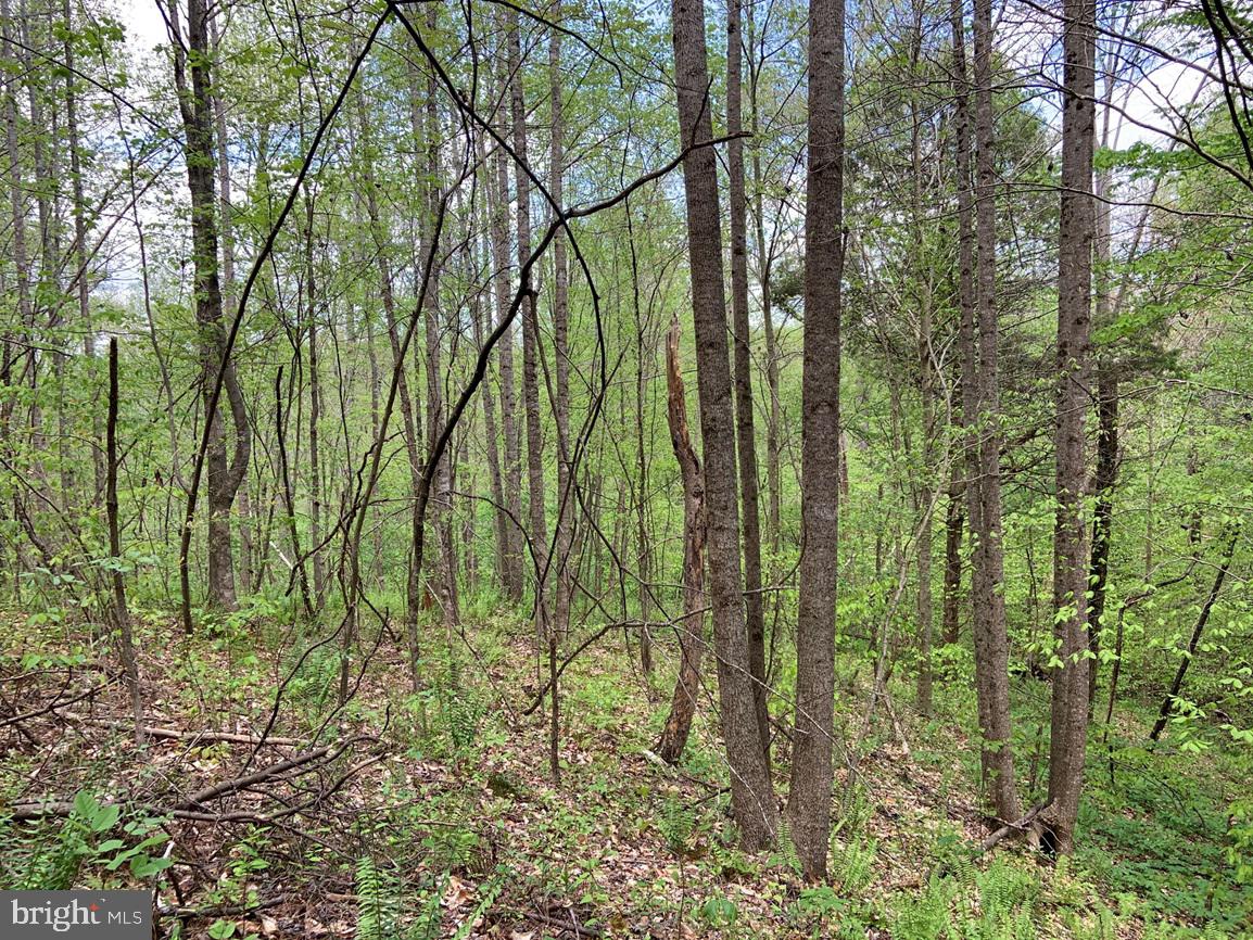 HUNTERS ROAD (RT. 736) (BK1442-1 TRACT), RED HOUSE, Virginia 23963, ,Farm,For sale,HUNTERS ROAD (RT. 736) (BK1442-1 TRACT),VACE2000014 MLS # VACE2000014