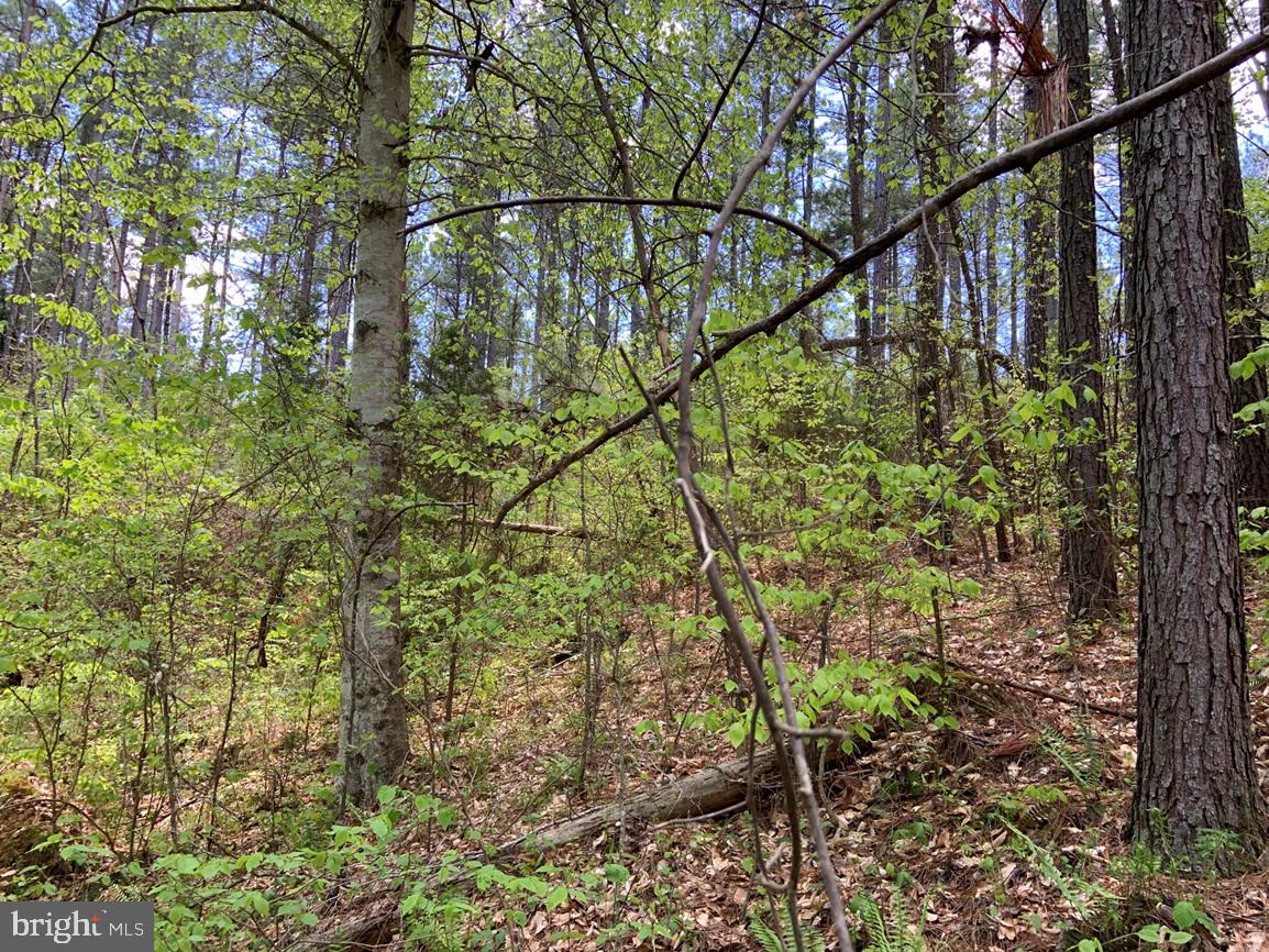 HUNTERS ROAD (RT. 736) (BK1442-1 TRACT), RED HOUSE, Virginia 23963, ,Farm,For sale,HUNTERS ROAD (RT. 736) (BK1442-1 TRACT),VACE2000014 MLS # VACE2000014