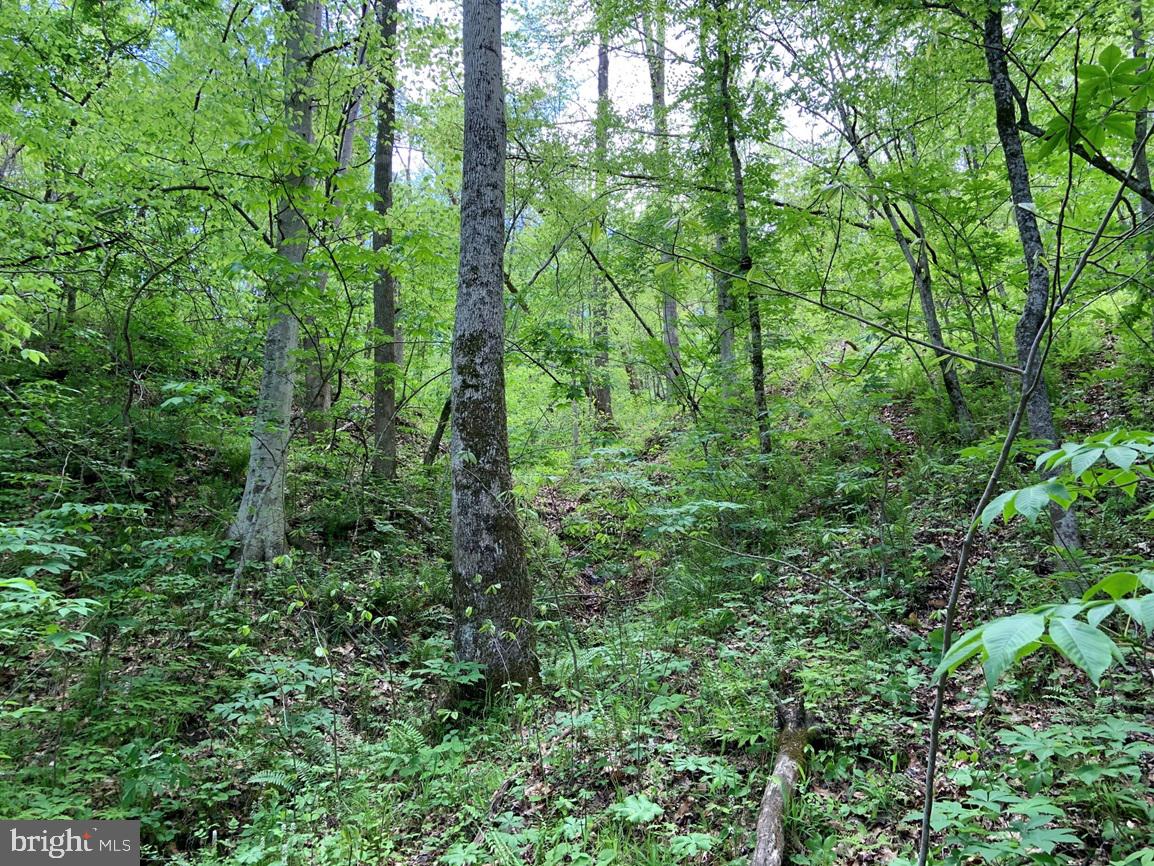 HUNTERS ROAD (RT. 736) (BK1442-1 TRACT), RED HOUSE, Virginia 23963, ,Farm,For sale,HUNTERS ROAD (RT. 736) (BK1442-1 TRACT),VACE2000014 MLS # VACE2000014