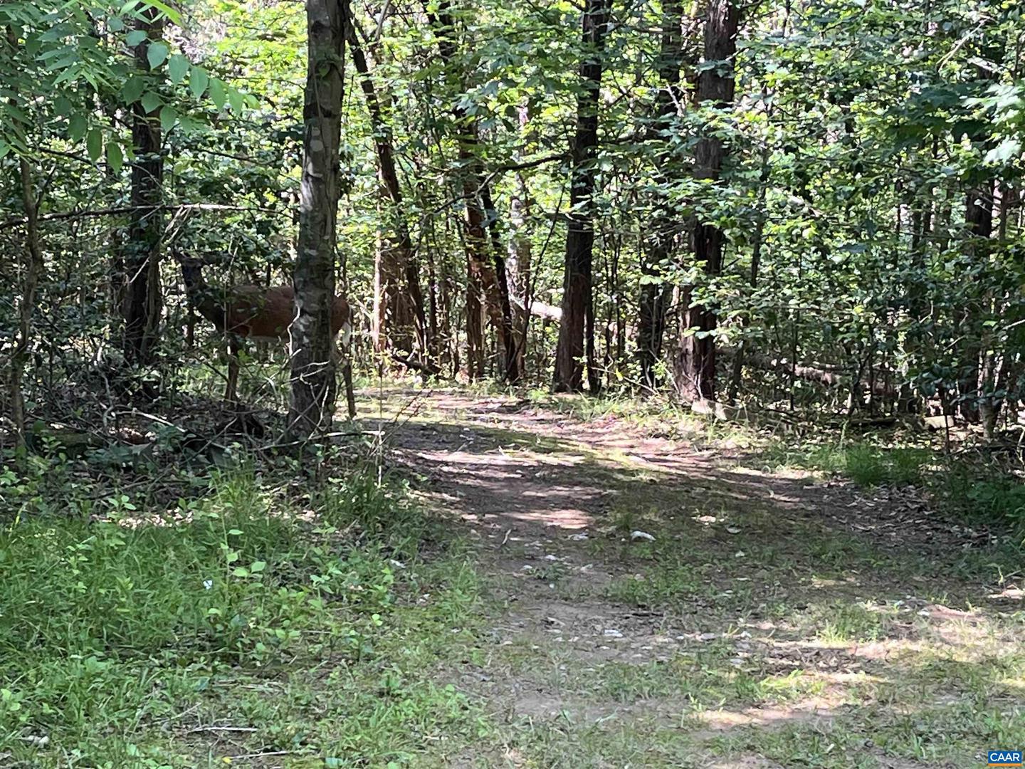 5878A BUFFALO RIVER RD, EARLYSVILLE, Virginia 22936, ,Land,For sale,5878A BUFFALO RIVER RD,665408 MLS # 665408