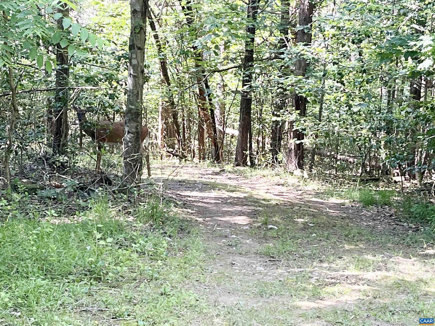 5878A BUFFALO RIVER RD, EARLYSVILLE, Virginia 22936, ,Land,For sale,5878A BUFFALO RIVER RD,665408 MLS # 665408