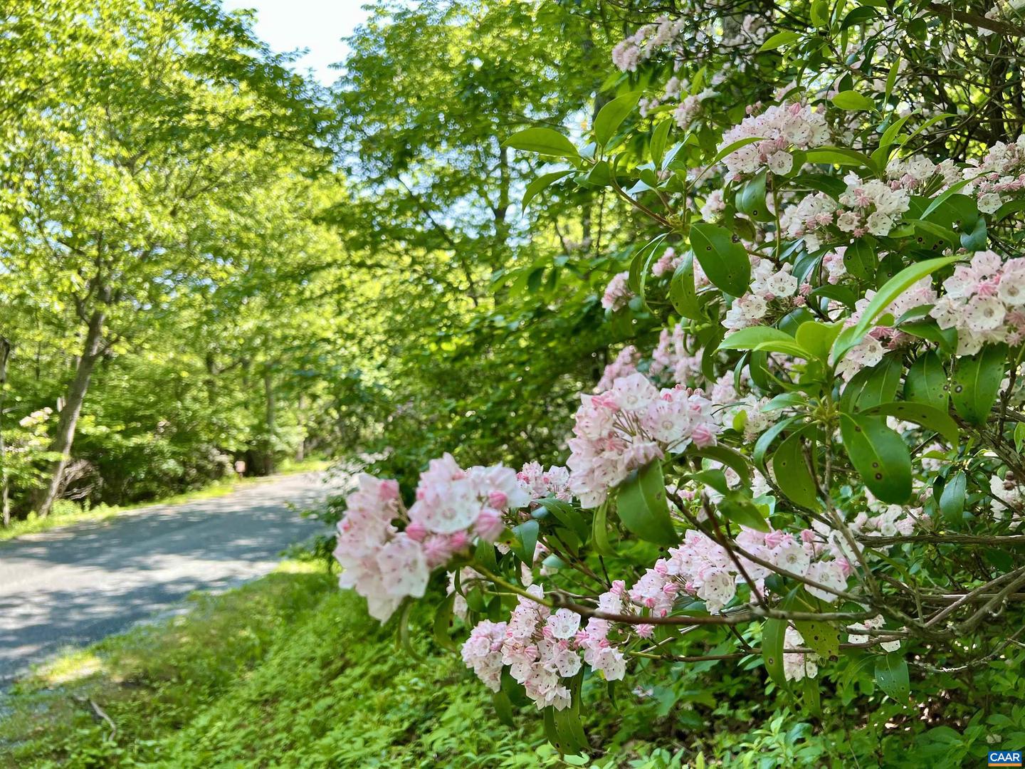 62 SPLIT ROCK TRL, WINTERGREEN RESORT, Virginia 22967, ,Land,For sale,62 SPLIT ROCK TRL,665411 MLS # 665411