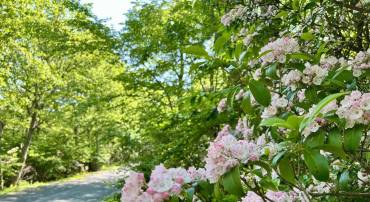 62 SPLIT ROCK TRL, WINTERGREEN RESORT, Virginia 22967, ,Land,For sale,62 SPLIT ROCK TRL,665411 MLS # 665411