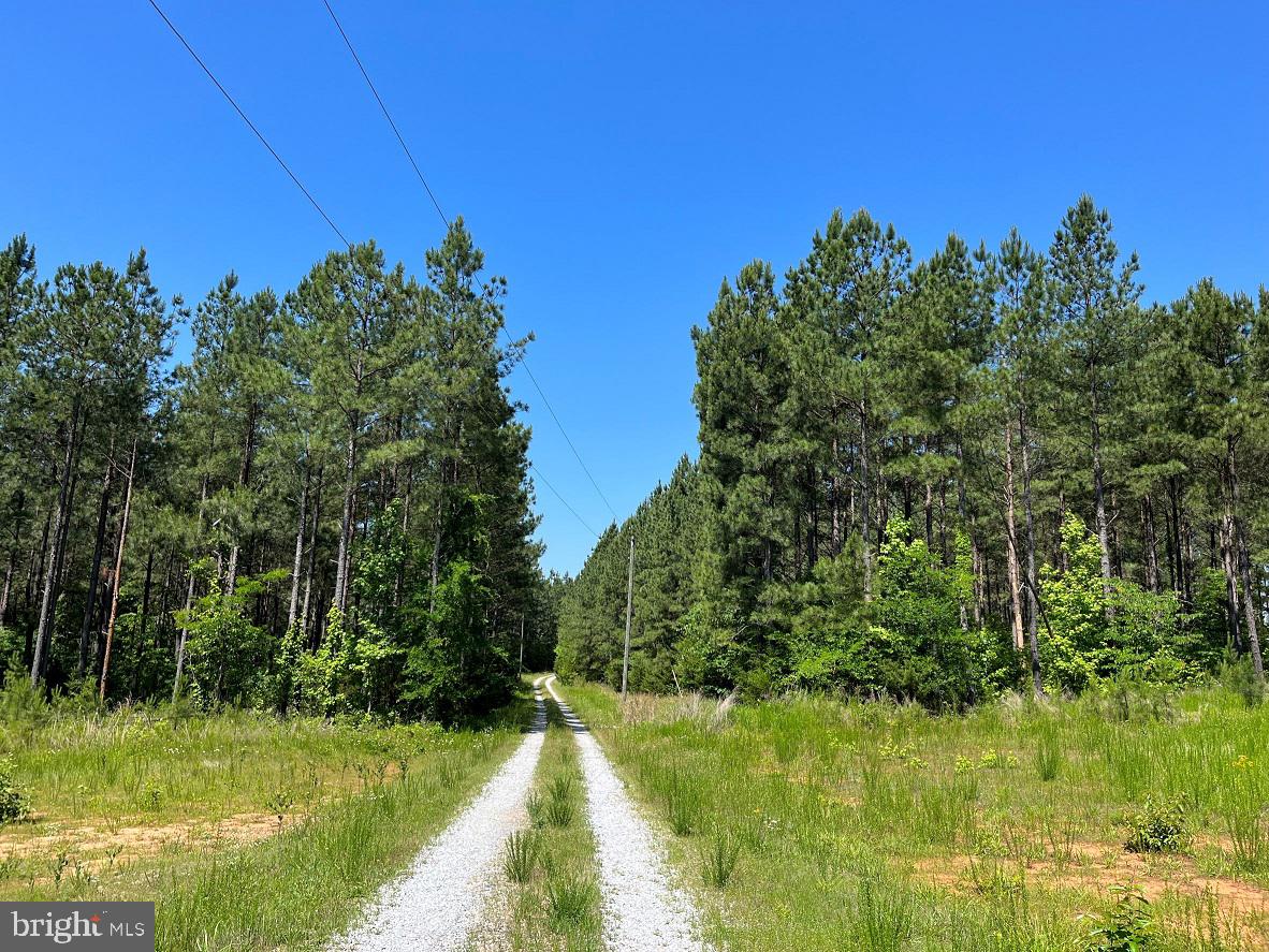 MOUNTAIN CREEK ROAD (BK3208-1 TRACT), MEHERRIN, Virginia 23954, ,Farm,For sale,MOUNTAIN CREEK ROAD (BK3208-1 TRACT),VAPE2000084 MLS # VAPE2000084