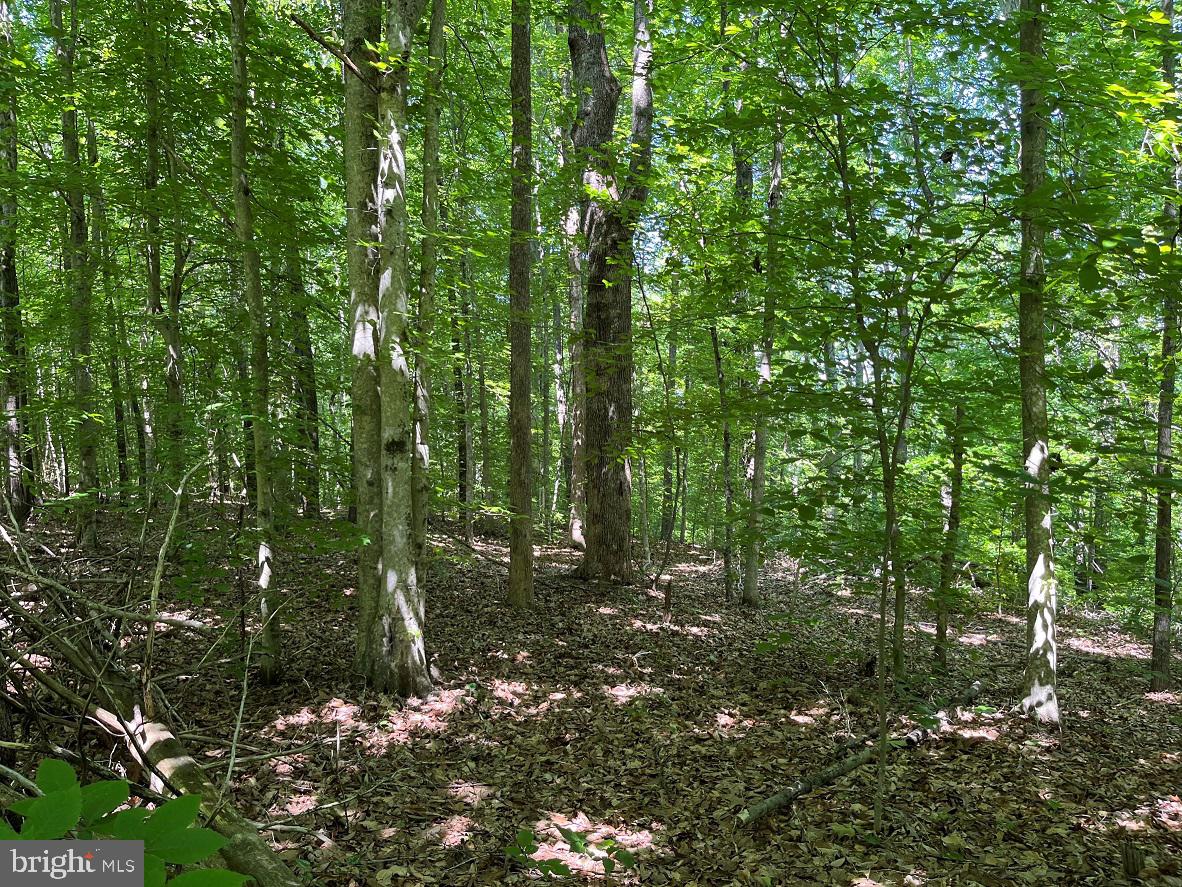 MOUNTAIN CREEK ROAD (BK3208-1 TRACT), MEHERRIN, Virginia 23954, ,Farm,For sale,MOUNTAIN CREEK ROAD (BK3208-1 TRACT),VAPE2000084 MLS # VAPE2000084