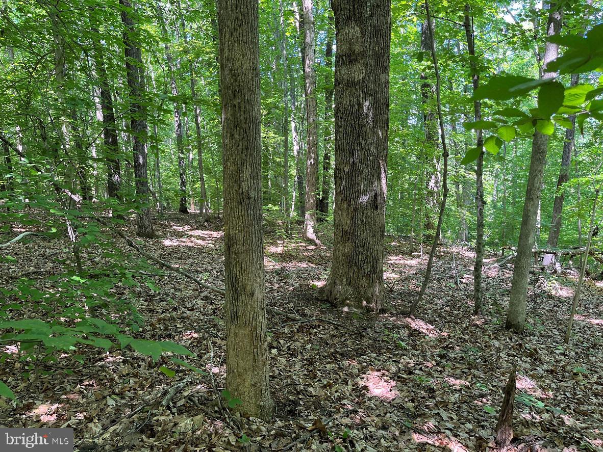MOUNTAIN CREEK ROAD (BK3208-1 TRACT), MEHERRIN, Virginia 23954, ,Farm,For sale,MOUNTAIN CREEK ROAD (BK3208-1 TRACT),VAPE2000084 MLS # VAPE2000084