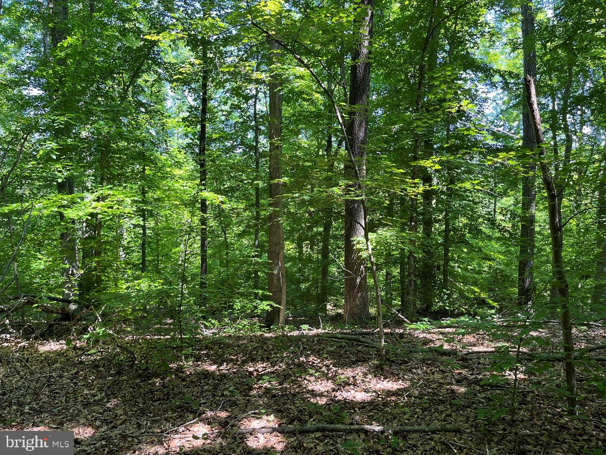 MOUNTAIN CREEK ROAD (BK3208-1 TRACT), MEHERRIN, Virginia 23954, ,Farm,For sale,MOUNTAIN CREEK ROAD (BK3208-1 TRACT),VAPE2000084 MLS # VAPE2000084