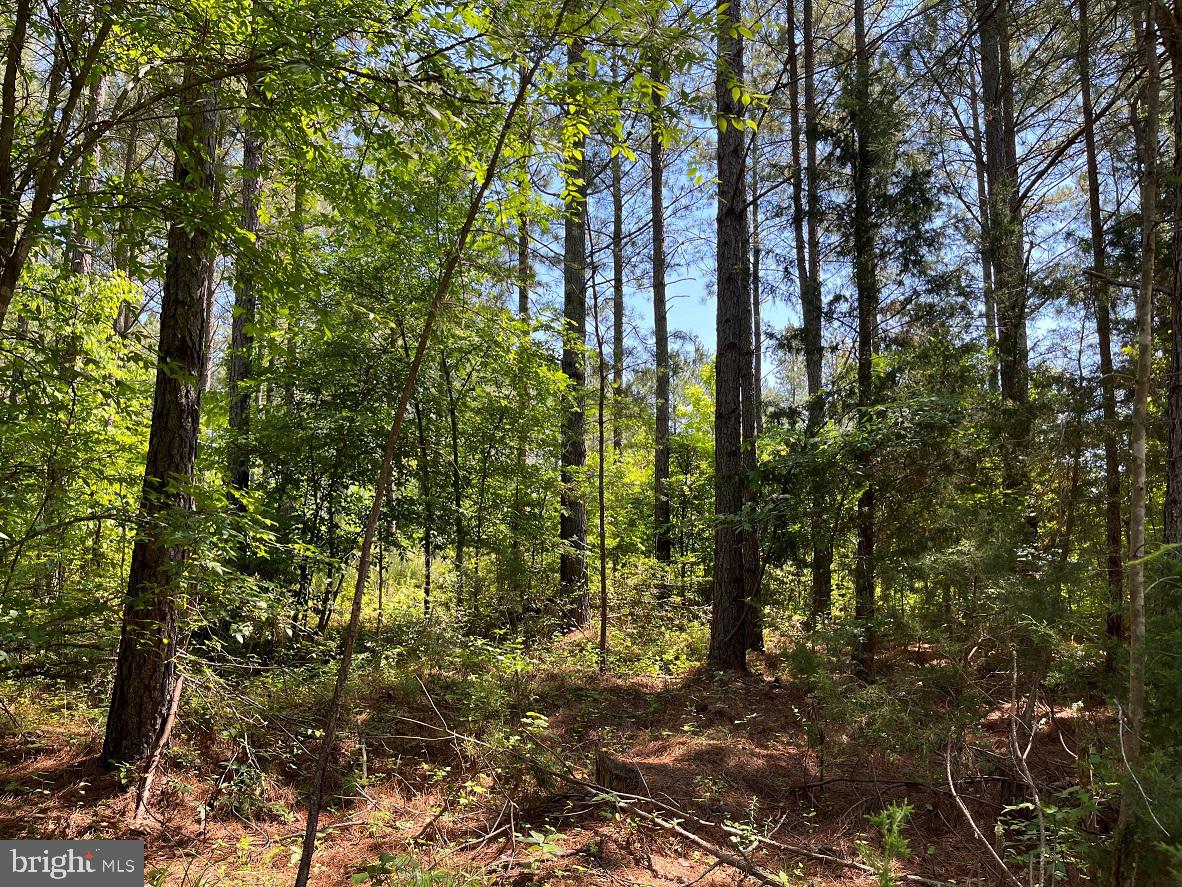 MOUNTAIN CREEK ROAD (BK3208-1 TRACT), MEHERRIN, Virginia 23954, ,Farm,For sale,MOUNTAIN CREEK ROAD (BK3208-1 TRACT),VAPE2000084 MLS # VAPE2000084