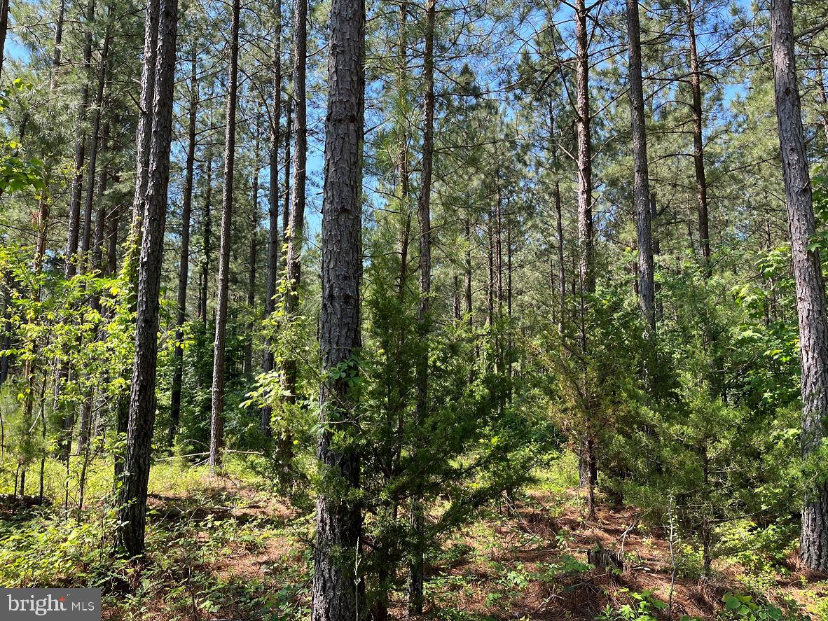 MOUNTAIN CREEK ROAD (BK3208-1 TRACT), MEHERRIN, Virginia 23954, ,Farm,For sale,MOUNTAIN CREEK ROAD (BK3208-1 TRACT),VAPE2000084 MLS # VAPE2000084