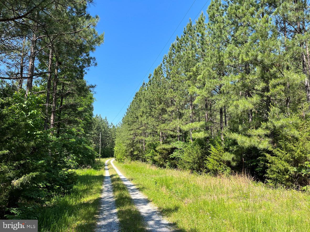 MOUNTAIN CREEK ROAD (BK3208-1 TRACT), MEHERRIN, Virginia 23954, ,Farm,For sale,MOUNTAIN CREEK ROAD (BK3208-1 TRACT),VAPE2000084 MLS # VAPE2000084