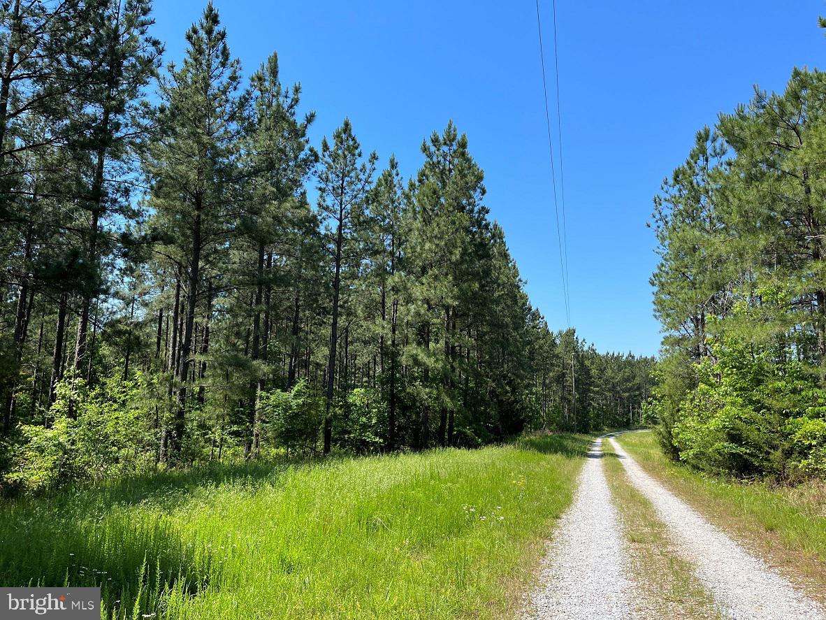 MOUNTAIN CREEK ROAD (BK3208-1 TRACT), MEHERRIN, Virginia 23954, ,Farm,For sale,MOUNTAIN CREEK ROAD (BK3208-1 TRACT),VAPE2000084 MLS # VAPE2000084