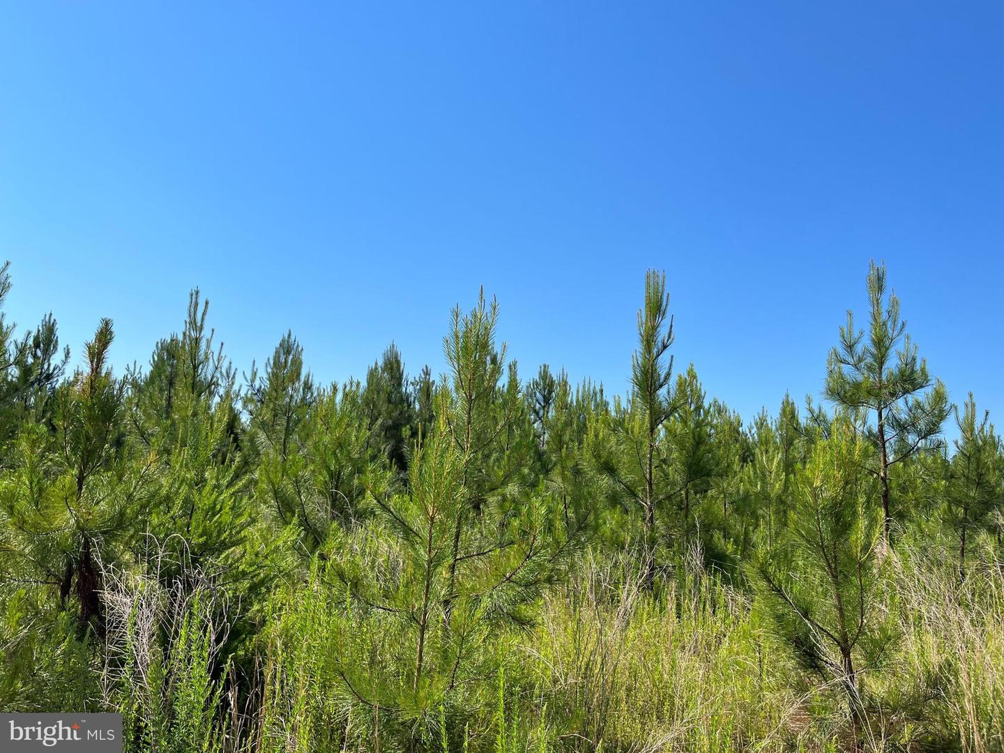MOUNTAIN CREEK ROAD (RT. 628) (BK3208-2 TRACT), MEHERRIN, Virginia 23954, ,Land,For sale,MOUNTAIN CREEK ROAD (RT. 628) (BK3208-2 TRACT),VAPE2000086 MLS # VAPE2000086