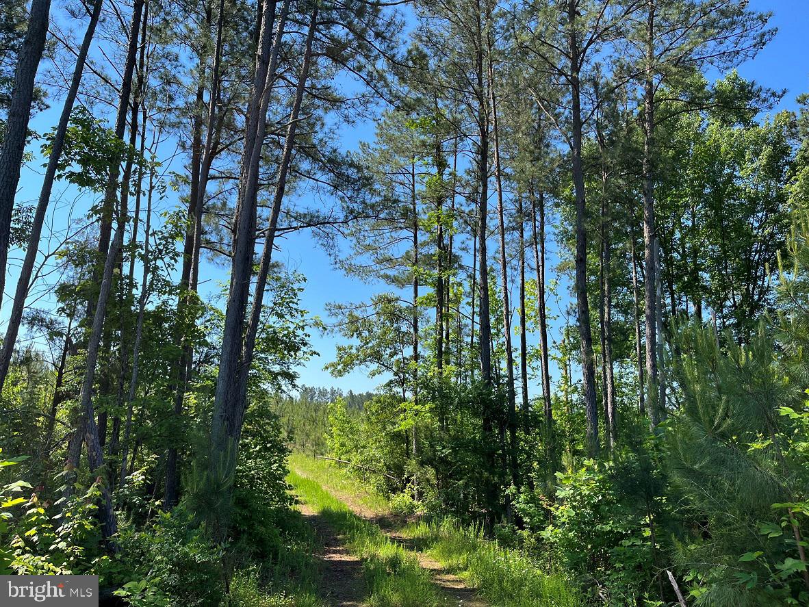MOUNTAIN CREEK ROAD (RT. 628) (BK3208-3 TRACT), MEHERRIN, Virginia 23954, ,Farm,For sale,MOUNTAIN CREEK ROAD (RT. 628) (BK3208-3 TRACT),VAPE2000088 MLS # VAPE2000088