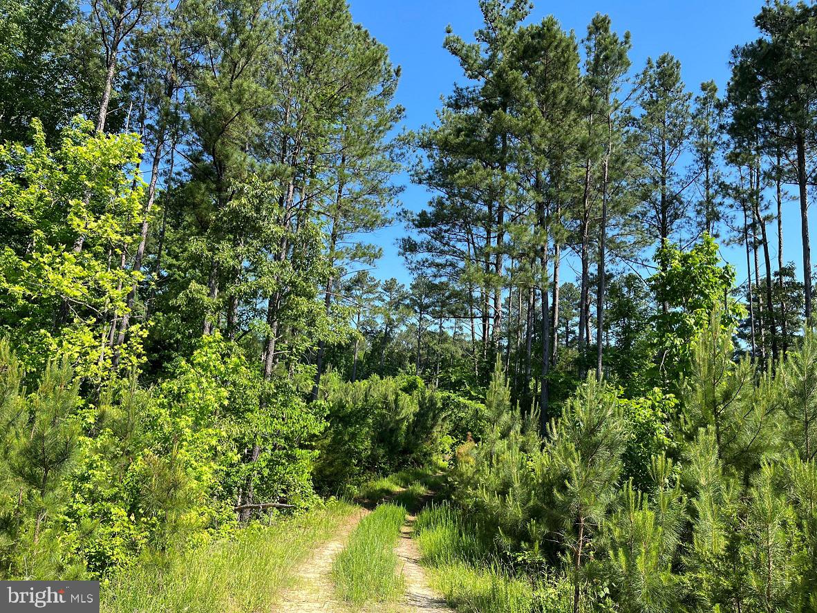 MOUNTAIN CREEK ROAD (RT. 628) (BK3208-3 TRACT), MEHERRIN, Virginia 23954, ,Farm,For sale,MOUNTAIN CREEK ROAD (RT. 628) (BK3208-3 TRACT),VAPE2000088 MLS # VAPE2000088