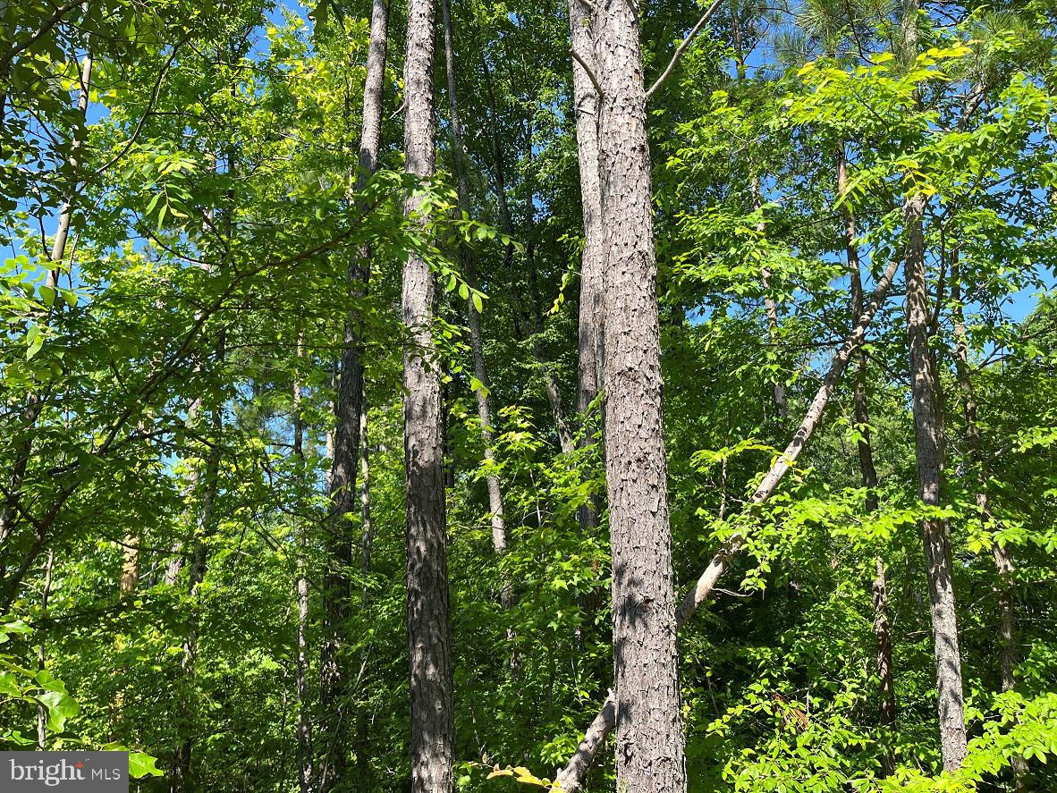 MOUNTAIN CREEK ROAD (RT. 628) (BK3208-3 TRACT), MEHERRIN, Virginia 23954, ,Farm,For sale,MOUNTAIN CREEK ROAD (RT. 628) (BK3208-3 TRACT),VAPE2000088 MLS # VAPE2000088