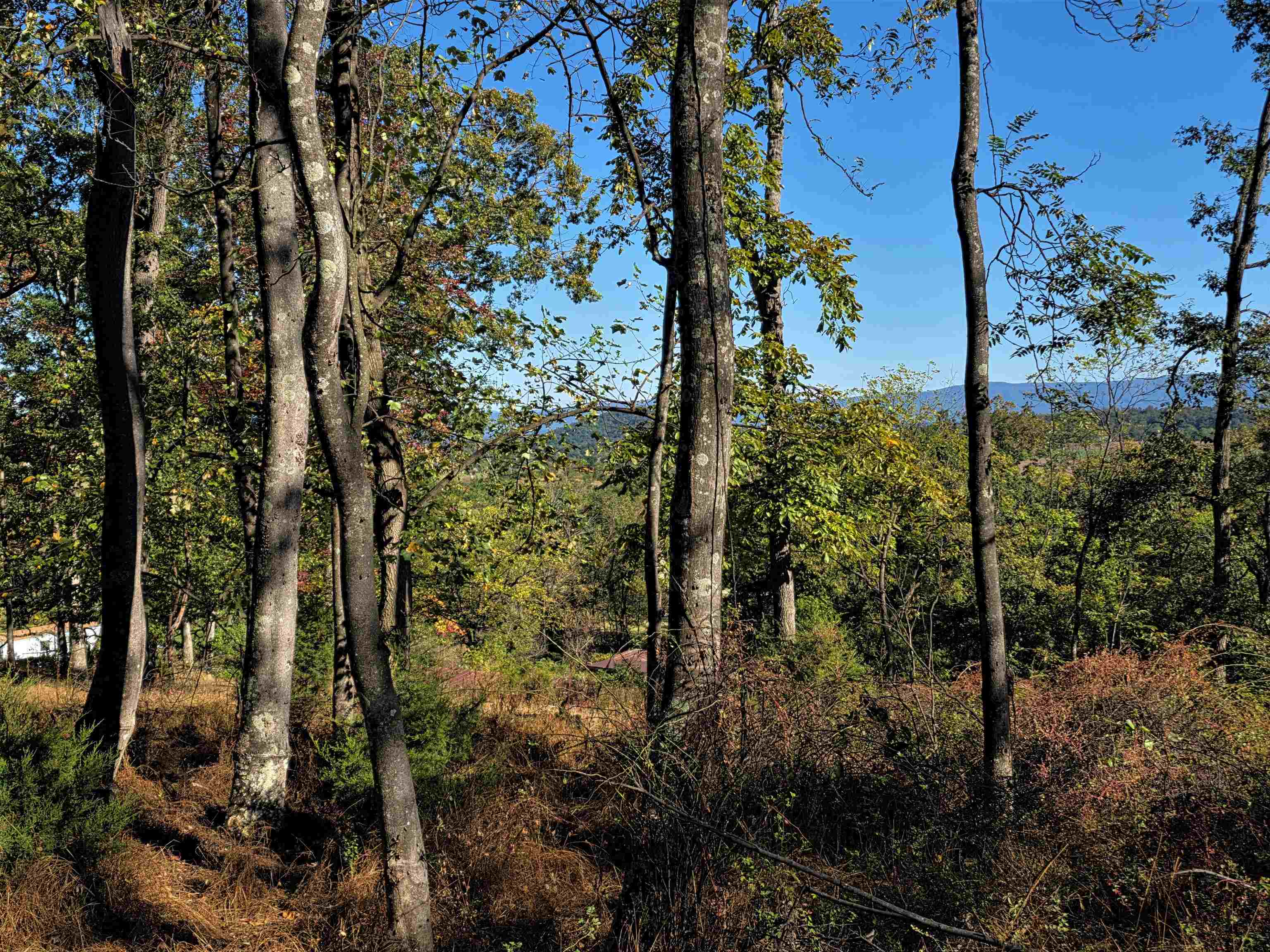 6596 MAYBERRY RD, SINGERS GLEN, Virginia 22850, 4 Bedrooms Bedrooms, ,1 BathroomBathrooms,Residential,6596 MAYBERRY RD,665453 MLS # 665453 6596 MAYBERRY RD, SINGERS GLEN, Virginia 22850, 4 Bedrooms Bedrooms, ,1 BathroomBathrooms,Residential,6596 MAYBERRY RD,665453 MLS # 665453