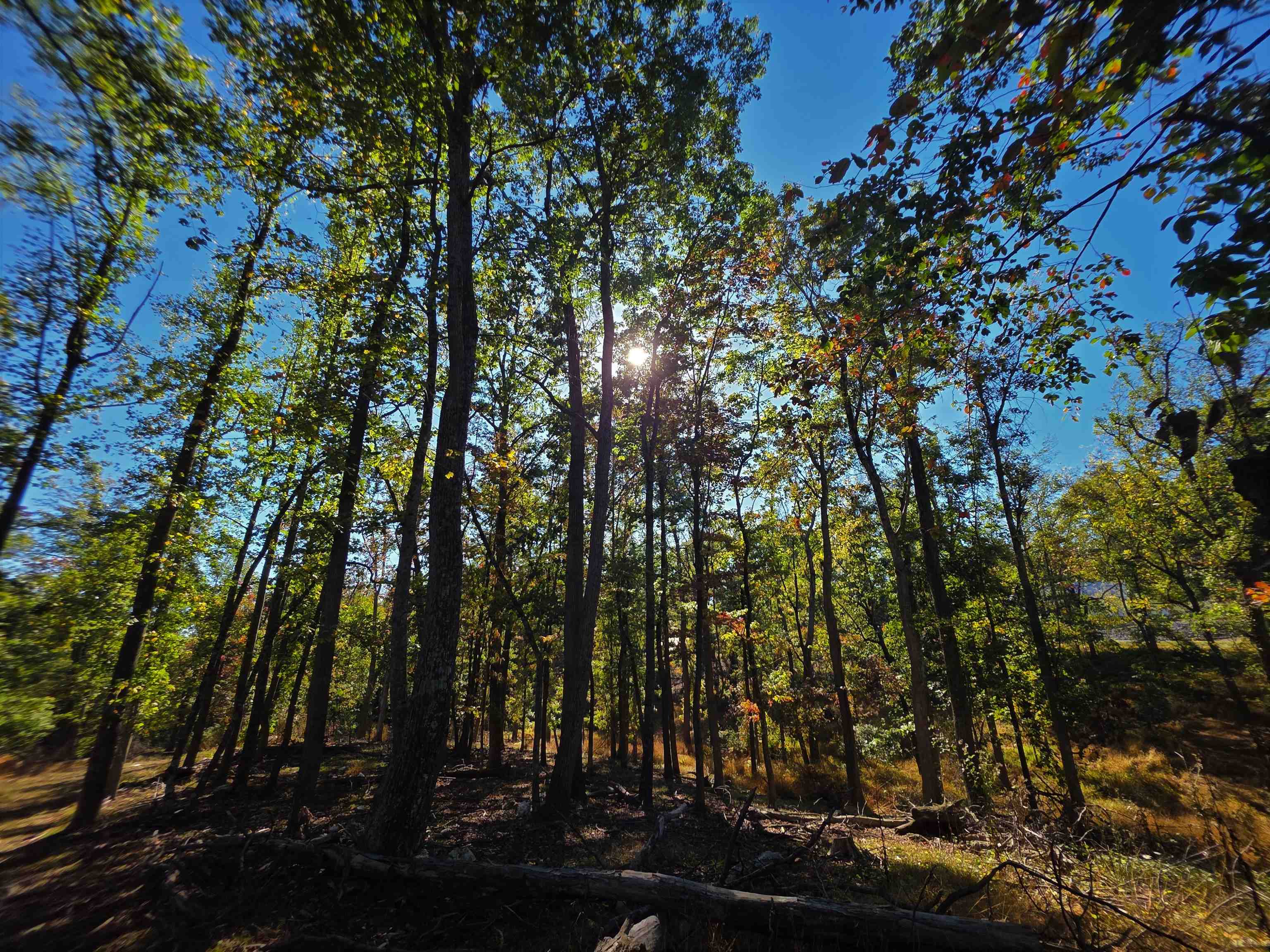 6596 MAYBERRY RD, SINGERS GLEN, Virginia 22850, 4 Bedrooms Bedrooms, ,1 BathroomBathrooms,Residential,6596 MAYBERRY RD,665453 MLS # 665453 6596 MAYBERRY RD, SINGERS GLEN, Virginia 22850, 4 Bedrooms Bedrooms, ,1 BathroomBathrooms,Residential,6596 MAYBERRY RD,665453 MLS # 665453