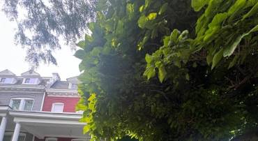236 RANDOLPH PL NE, WASHINGTON, District Of Columbia 20002, 3 Bedrooms Bedrooms, ,2 BathroomsBathrooms,Residential,For sale,236 RANDOLPH PL NE,DCDC2204346 MLS # DCDC2204346